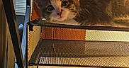 Mini Marshmallow is registered to the contest to win money with this photo: cat, kitten, paper, desk, office, mesh_organizer, stack, curious, feline, indoor, wood, furniture, pet, animal, resting, head, looking, cute, young, sitting