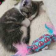 Mini Marshmallow joined the competition — help win amazing prizes! kitten, sleeping, gray_and_white, plush_toy, green_pea_pod, candy_shaped_toy, pink_feathers, blue_feathers, soft_blanket, cozy, cute, pet, animal, feline, resting, indoor, close_up, fur, small, adorable