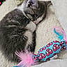 kitten, sleeping, gray_and_white, plush_toy, green_pea_pod, candy_shaped_toy, pink_feathers, blue_feathers, soft_blanket, cozy, cute, pet, animal, feline, resting, indoor, close_up, fur, small, adorable
