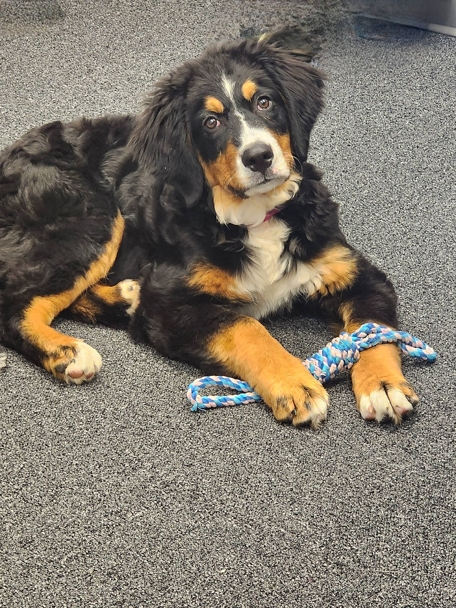 Devlin is registered to the contest to win money with this photo: asphalt, biting, canidae, carnivore, companion_dog, dog, dog_breed, electric_blue, foot, fur, road_surface, snout, sporting_group, working_dog