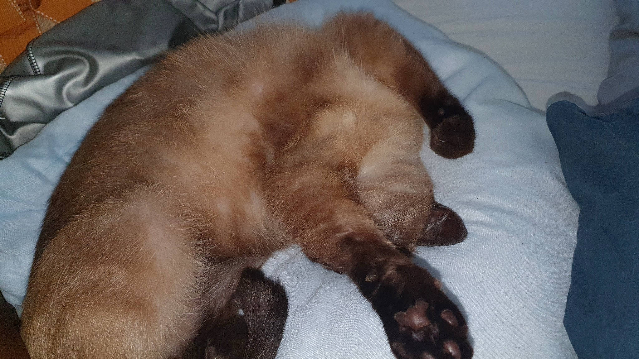 Maya a rejoint le concours — aidez-le/la à gagner de superbes lots ! brown, canidae, carnivore, cat, claw, comfort, dog_breed, domestic_short_haired_cat, fawn, felidae, fur, liver, nap, siamese, small_to_medium_sized_cats, snout, sporting_group, tail, terrestrial_animal, whiskers