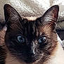 Maya participe au concours pour gagner de l'argent avec cette photo : carnivoran, cat, cat_like_mammal, eye, fauna, fur, kitten, mammal, siamese, small_to_medium_sized_cats, snout, thai, whiskers