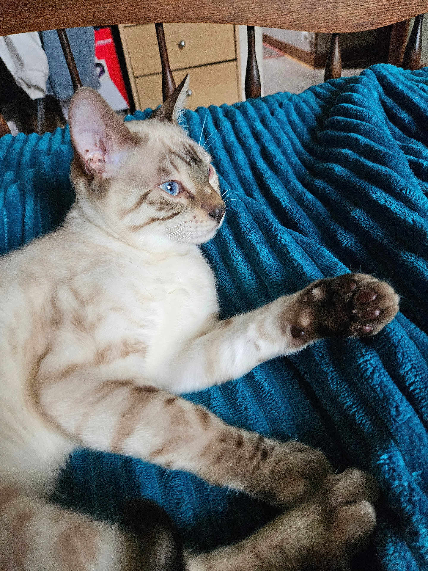 Astérix participe au concours pour gagner de l'argent avec cette photo : cat, blue_eyes, paw, stretching, blanket, blue_blanket, striped_fur, indoor, wooden_chair, feline, pet, relaxed, close_up, home, fur_pattern, whiskers, ears, soft_texture, cozy, resting