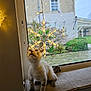 Astérix a rejoint le concours — aidez-le/la à gagner de superbes lots ! cat, window, snowflake, decoration, lights, curious, indoor, pet, animal, ledgel, garden, daylight, house, feline, whiskers, paws, sitting, cozy, looking_up, home
