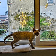 Astérix participe au concours pour gagner de l'argent avec cette photo : cat, window, cushion, indoor, outdoor, garden, plant, light, snowflake_light, animal, pet, feline, fur, spot, tail, ear, nature, daylight, house, wall