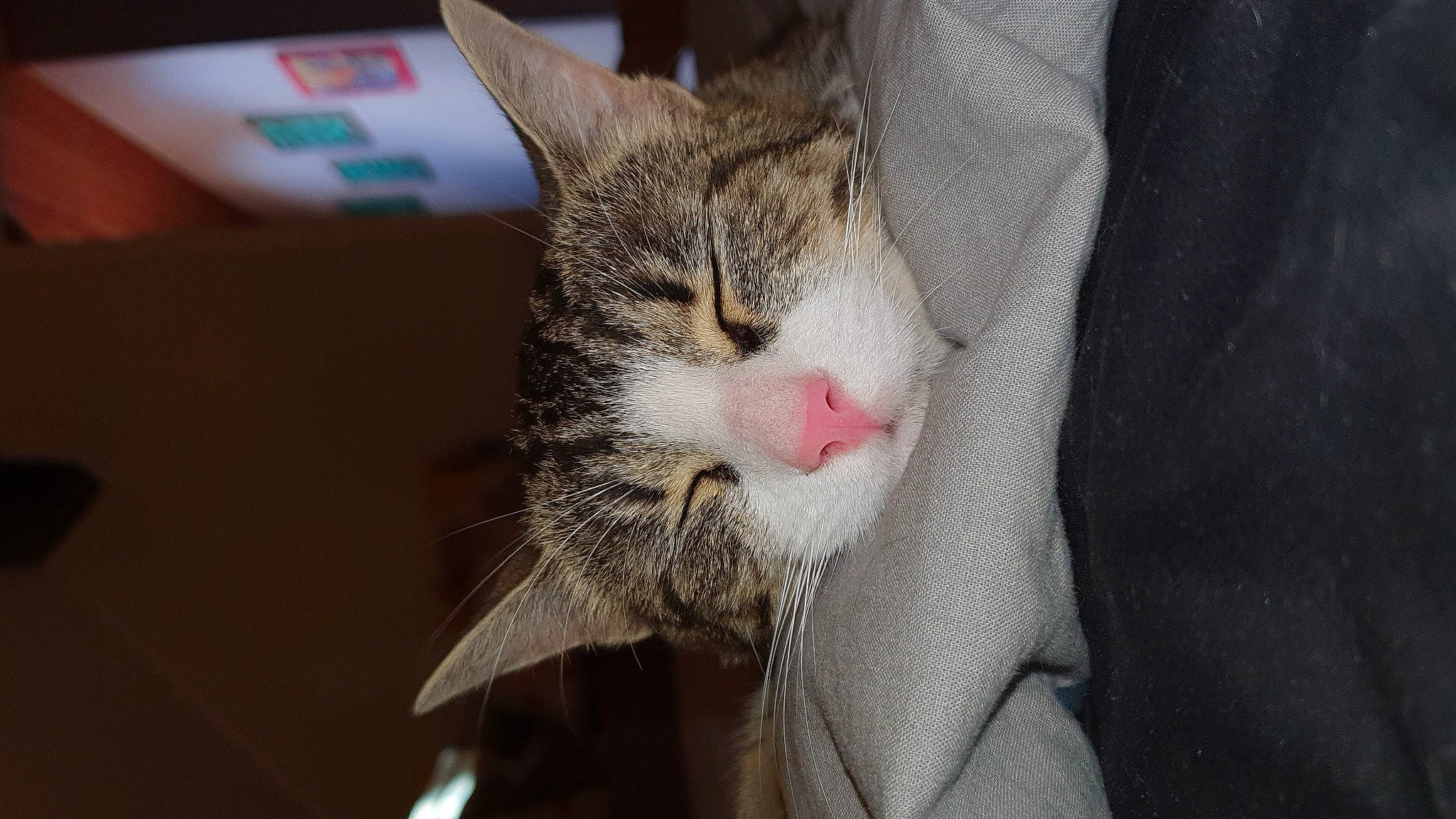 Shana a rejoint le concours — aidez-le/la à gagner de superbes lots ! carnivore, cat, claw, domestic_short_haired_cat, ear, fang, felidae, fur, paw, small_to_medium_sized_cats, tree, whiskers, window