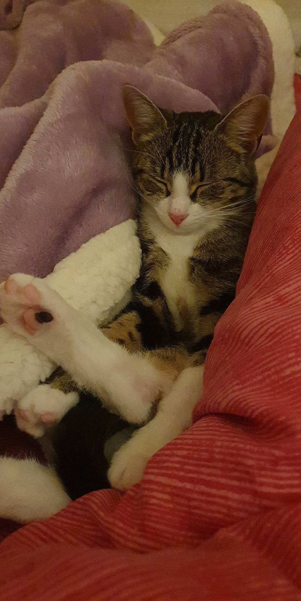 Shana participe au concours pour gagner de l'argent avec cette photo : carnivore, cat, claw, comfort, domestic_short_haired_cat, eye, felidae, foot, fur, paw, sitting, small_to_medium_sized_cats, snout, tail, whiskers