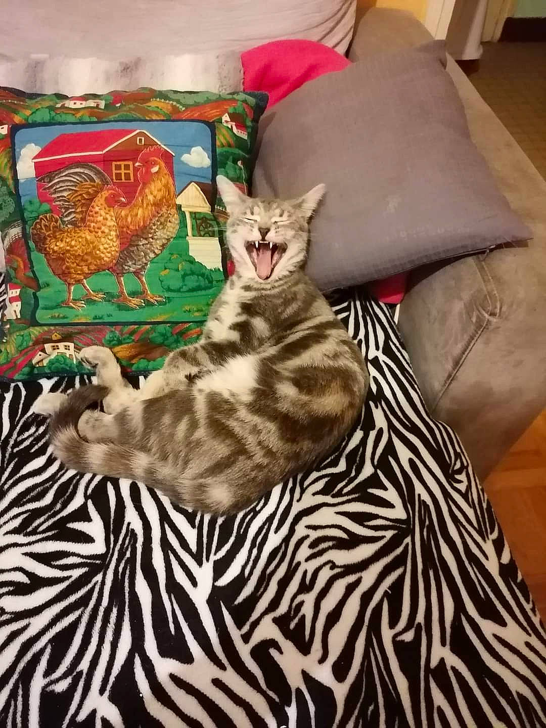 Diva participe au concours pour gagner de l'argent avec cette photo : bedding, carnivore, cat, comfort, couch, domestic_short_haired_cat, fawn, felidae, fur, lamp, linens, pattern, pillow, room, small_to_medium_sized_cats, tail, textile, throw_pillow, tree, whiskers