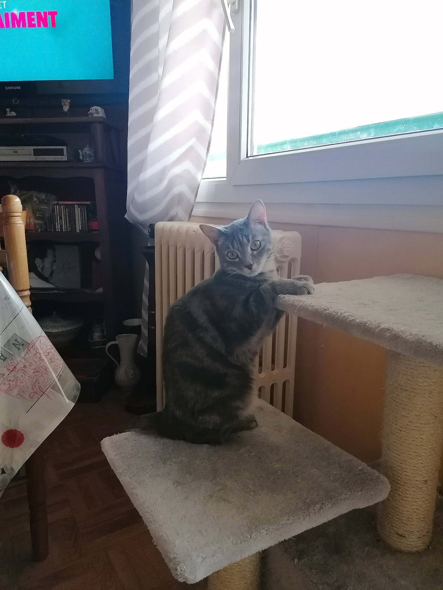 Diva a rejoint le concours — aidez-le/la à gagner de superbes lots ! carnivore, cat, comfort, computer_keyboard, felidae, floor, flooring, grey, interior_design, living_room, mammal, output_device, small_to_medium_sized_cats, tail, television, television_set, vertebrate, whiskers, window, wood