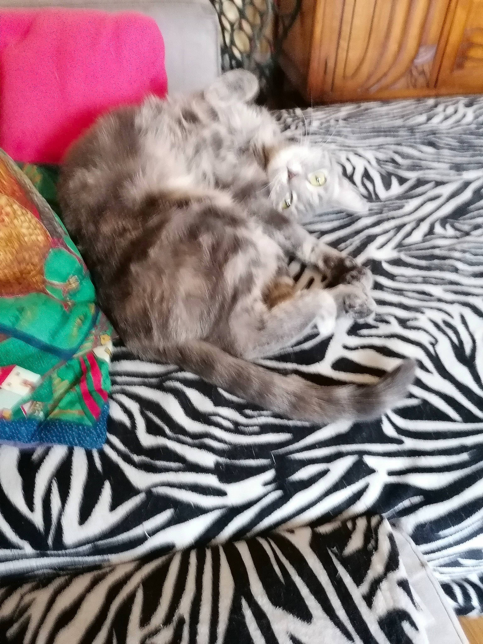 Diva participe au concours pour gagner de l'argent avec cette photo : bed, bed_sheet, bedding, carnivore, cat, cloud, comfort, domestic_short_haired_cat, fawn, felidae, fur, grey, linens, pattern, room, small_to_medium_sized_cats, tail, textile, whiskers, wood