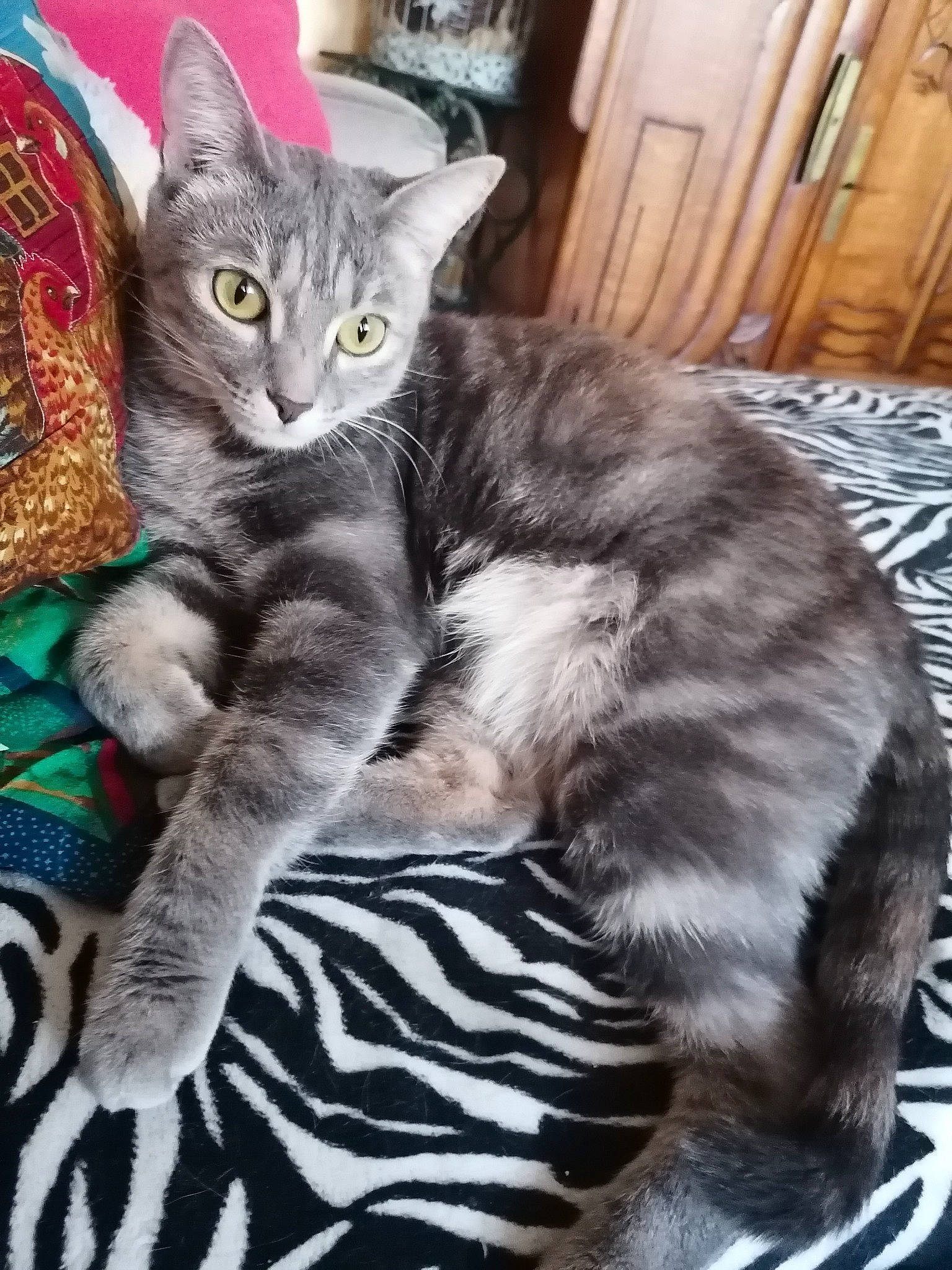 Diva a rejoint le concours — aidez-le/la à gagner de superbes lots ! carnivore, cat, cat_furniture, cat_toy, claw, comfort, domestic_short_haired_cat, felidae, fur, grey, paw, sitting, small_to_medium_sized_cats, snout, tail, whiskers