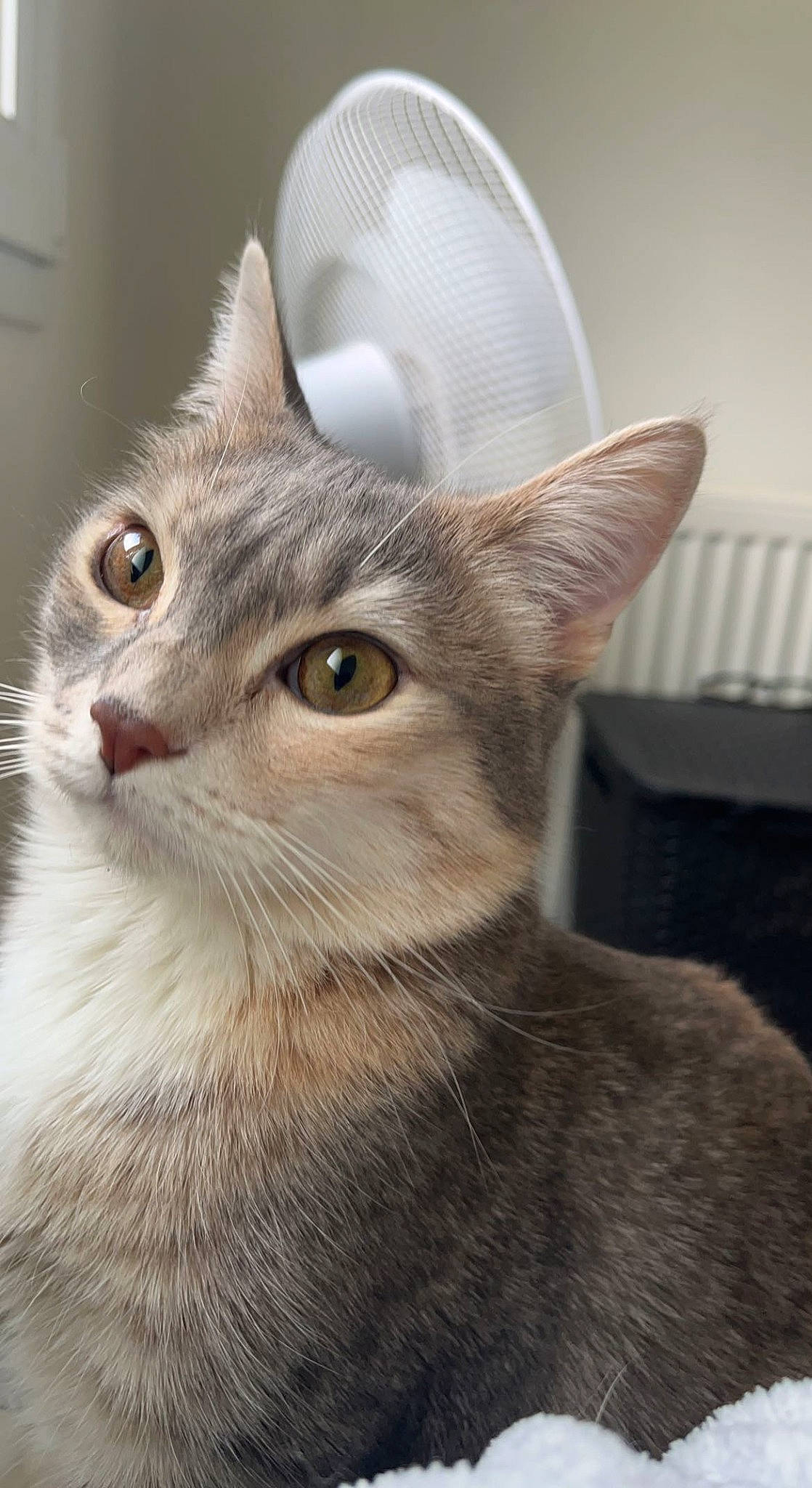 Stella
