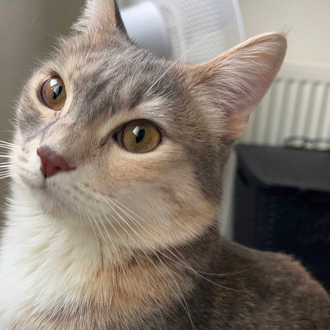 Stella