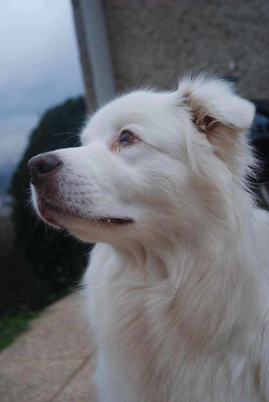 Luffy participe au concours pour gagner de l'argent avec cette photo : dog, white_fur, fluffy, portrait, side_view, outdoor, nature, animal, canine, close_up, thoughtful, ears, snout, fur_texture, pet, calm, background_blur, natural_light, profile, muzzle