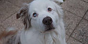 Luffy a rejoint le concours — aidez-le/la à gagner de superbes lots ! dog, white_dog, blue_eye, brown_eye, heterochromia, pet, animal, outdoor, curious, fluffy, portrait, close_up, canine, fur, looking_up, face, ears, snout, pavement, nature