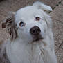 dog, white_dog, blue_eye, brown_eye, heterochromia, pet, animal, outdoor, curious, fluffy, portrait, close_up, canine, fur, looking_up, face, ears, snout, pavement, nature