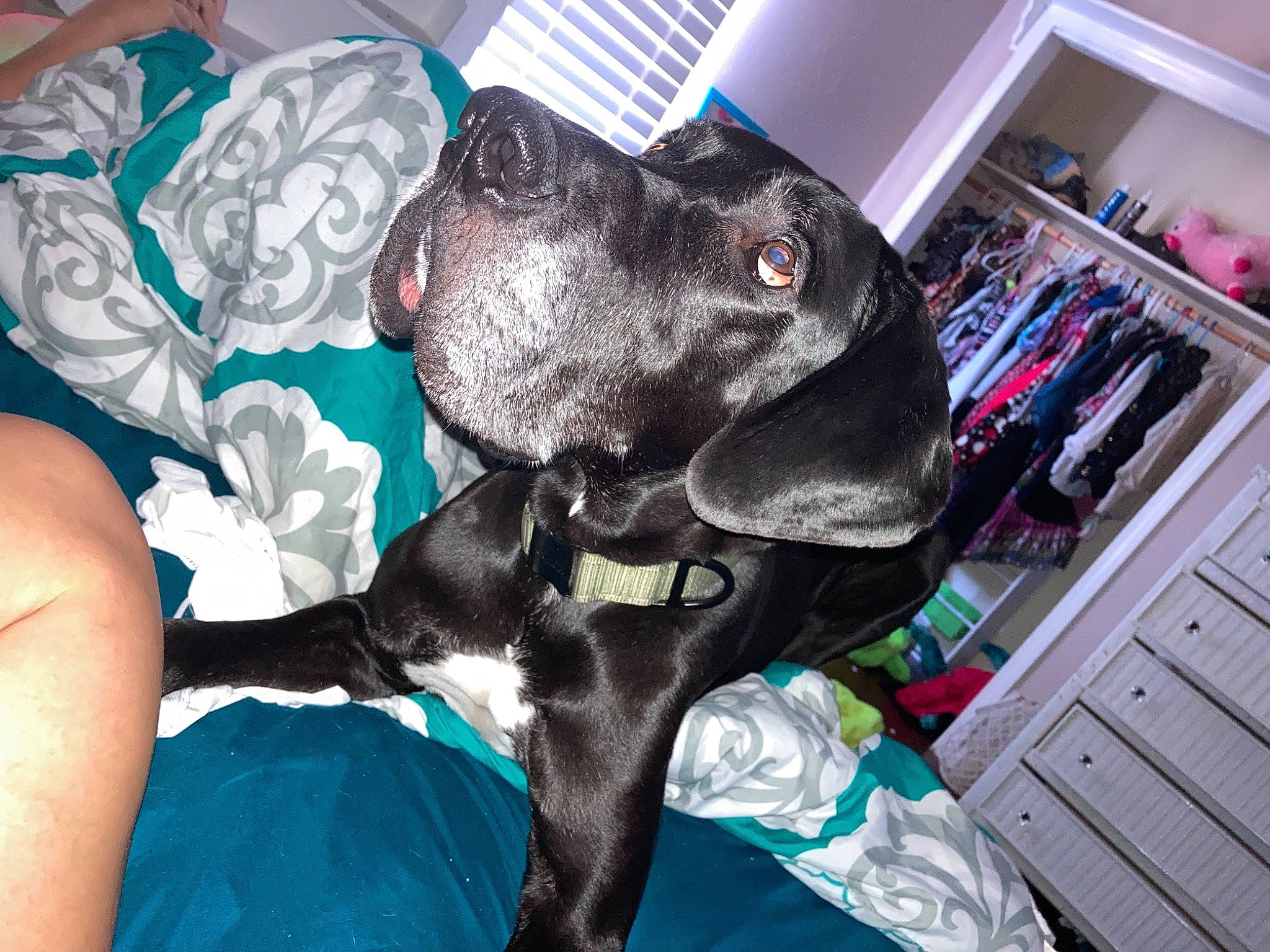 Kane joined the competition — help win amazing prizes! american_pit_bull_terrier, american_staffordshire_terrier, bandog, canidae, carnivore, dog, dog_breed, fawn, non_sporting_group, pit_bull, pointer, puppy, snout, sporting_group, staffordshire_bull_terrier