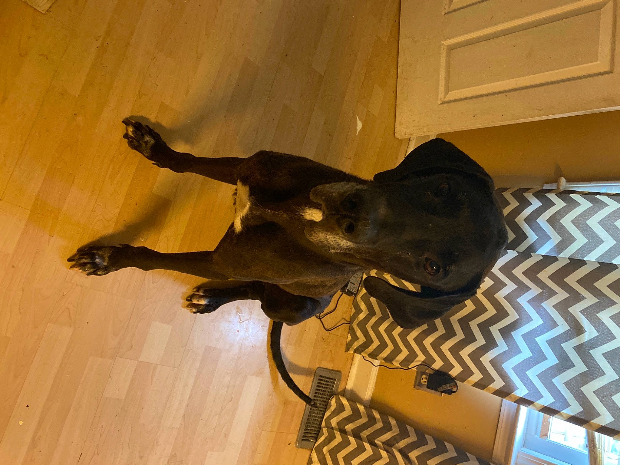 Kane joined the competition — help win amazing prizes! canidae, carnivore, dog, dog_breed, guard_dog, sporting_group