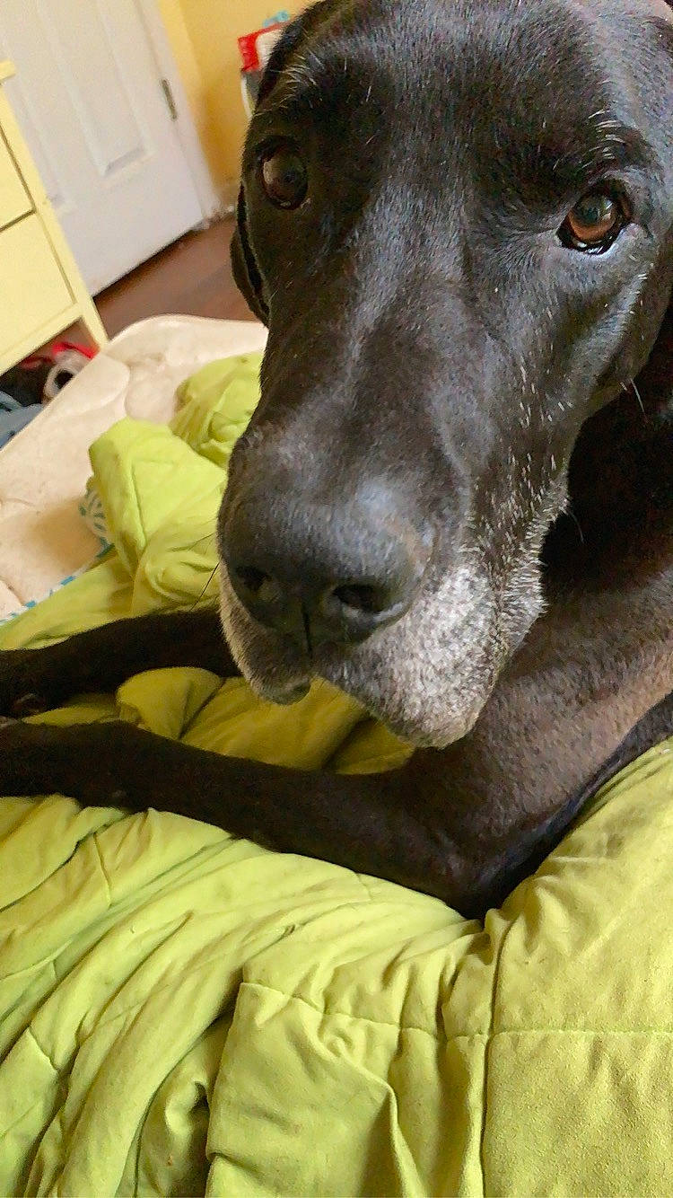 Kane joined the competition — help win amazing prizes! canidae, carnivore, companion_dog, dog, dog_breed, great_dane, mammal, non_sporting_group, nose, pointer, pointing_breed, snout, sporting_group, vertebrate, weimaraner, whiskers