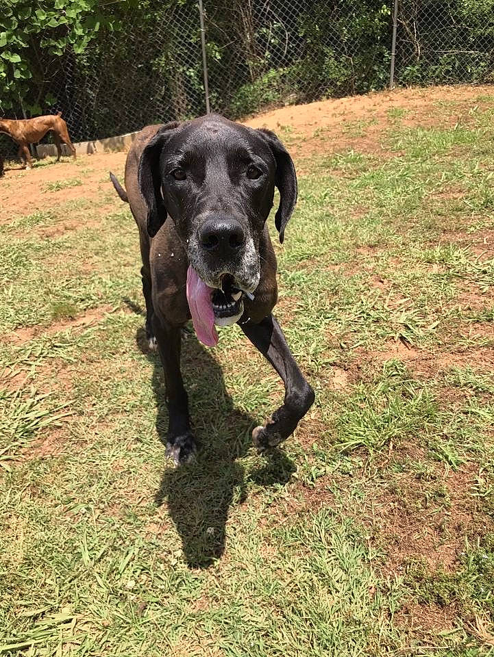 Kane is registered to the contest to win money with this photo: canidae, carnivore, dog, dog_breed, field_trial, german_shorthaired_pointer, great_dane, guard_dog, hunting_dog, labrador_retriever, mammal, plott_hound, pointer, pointing_breed, sporting_group, vertebrate, working_dog