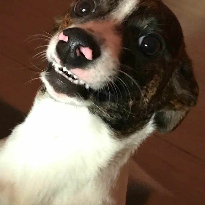 Bella