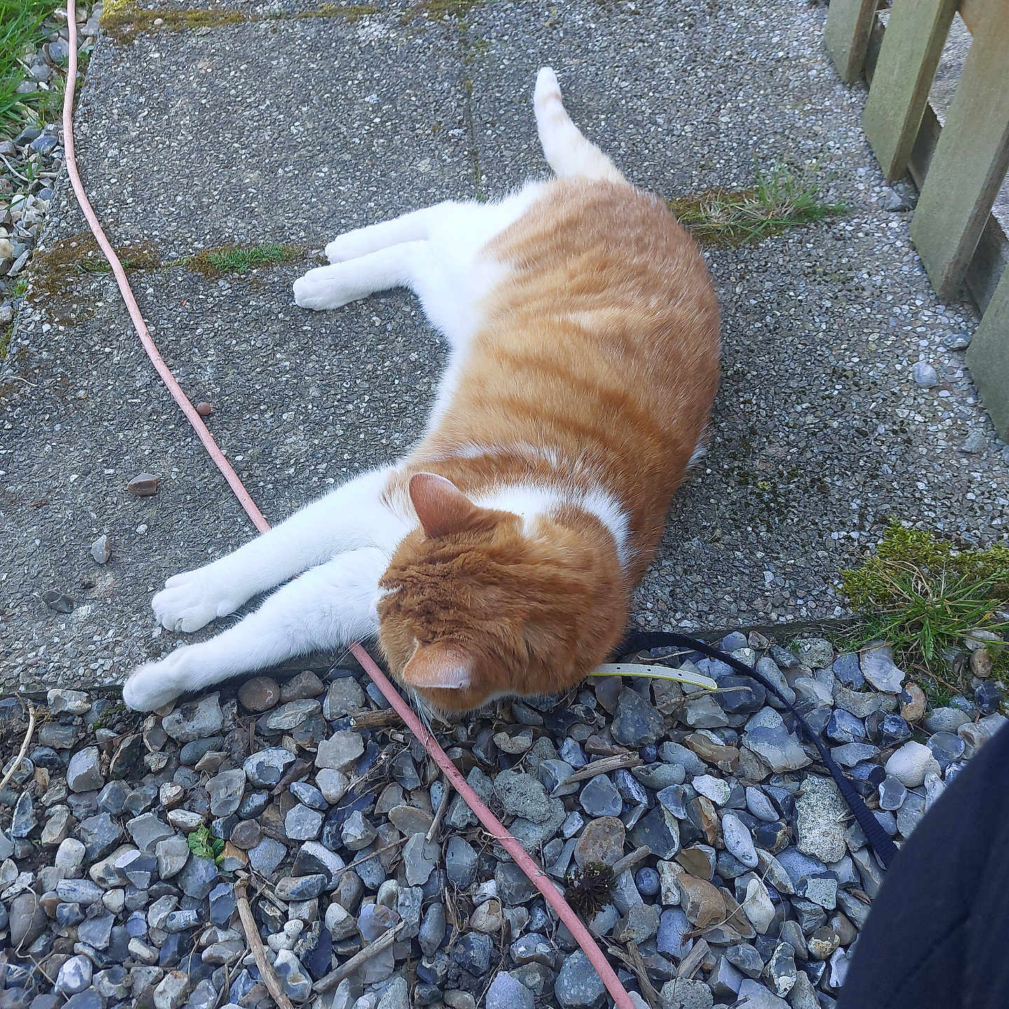 Heddy participe au concours pour gagner de l'argent avec cette photo : cat, orange_cat, white_cat, pet, animal, lying_down, relaxed, sleepy, outdoor, gravel, garden, fence, leash, harness, grass, moss, stones, wood, shoes, photography