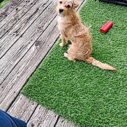 Saint is registered to the contest to win money with this photo: dog, pet, artificial_grass, wooden_deck, toy, crate, cushion, outdoor, curious, sitting, furry, brown, small_dog, footwear, casual_shoe, relaxation, backyard, daylight, looking_back, companion