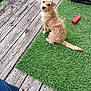 dog, pet, artificial_grass, wooden_deck, toy, crate, cushion, outdoor, curious, sitting, furry, brown, small_dog, footwear, casual_shoe, relaxation, backyard, daylight, looking_back, companion