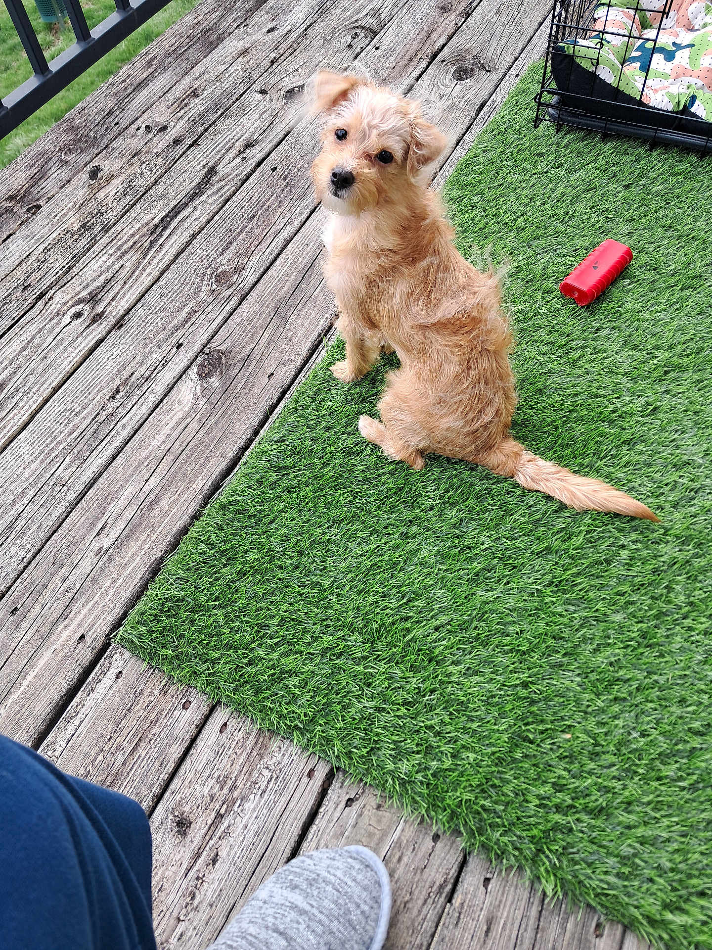 Saint is registered to the contest to win money with this photo: dog, pet, artificial_grass, wooden_deck, toy, crate, cushion, outdoor, curious, sitting, furry, brown, small_dog, footwear, casual_shoe, relaxation, backyard, daylight, looking_back, companion