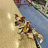 Venga is registered to the contest to win money with this photo: aisle, animal, bee_costume, brown_and_white, costume, cute, dog, domestic_animal, floor, happy, indoor, leash, looking_up, pet, pet_food, retail, shopping_cart, smiling, store, tile