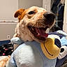 Venga joined the competition — help win amazing prizes! animal, bedroom, brown_ear, canine, chewing, close_up, cozy, cute, dog, domestic_animal, fur, happy, indoor, pet, playful, plush, smiling, snout, stuffed_toy, toy