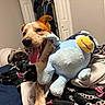 animal, bed, blanket, comfort, cozy, cute, dog, ears, fur, happy, home, indoor, penguin_toy, pet, plush_toy, resting, smiling, tongue, tongue_out, toy