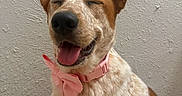 Venga is registered to the contest to win money with this photo: animal, brown_and_white, canine, close_up, collar, cute, dog, domestic_animal, ears_up, friendly, fur, happy, indoor, pet, pink_bow, portrait, sitting, smiling, tongue_out, wall_texture
