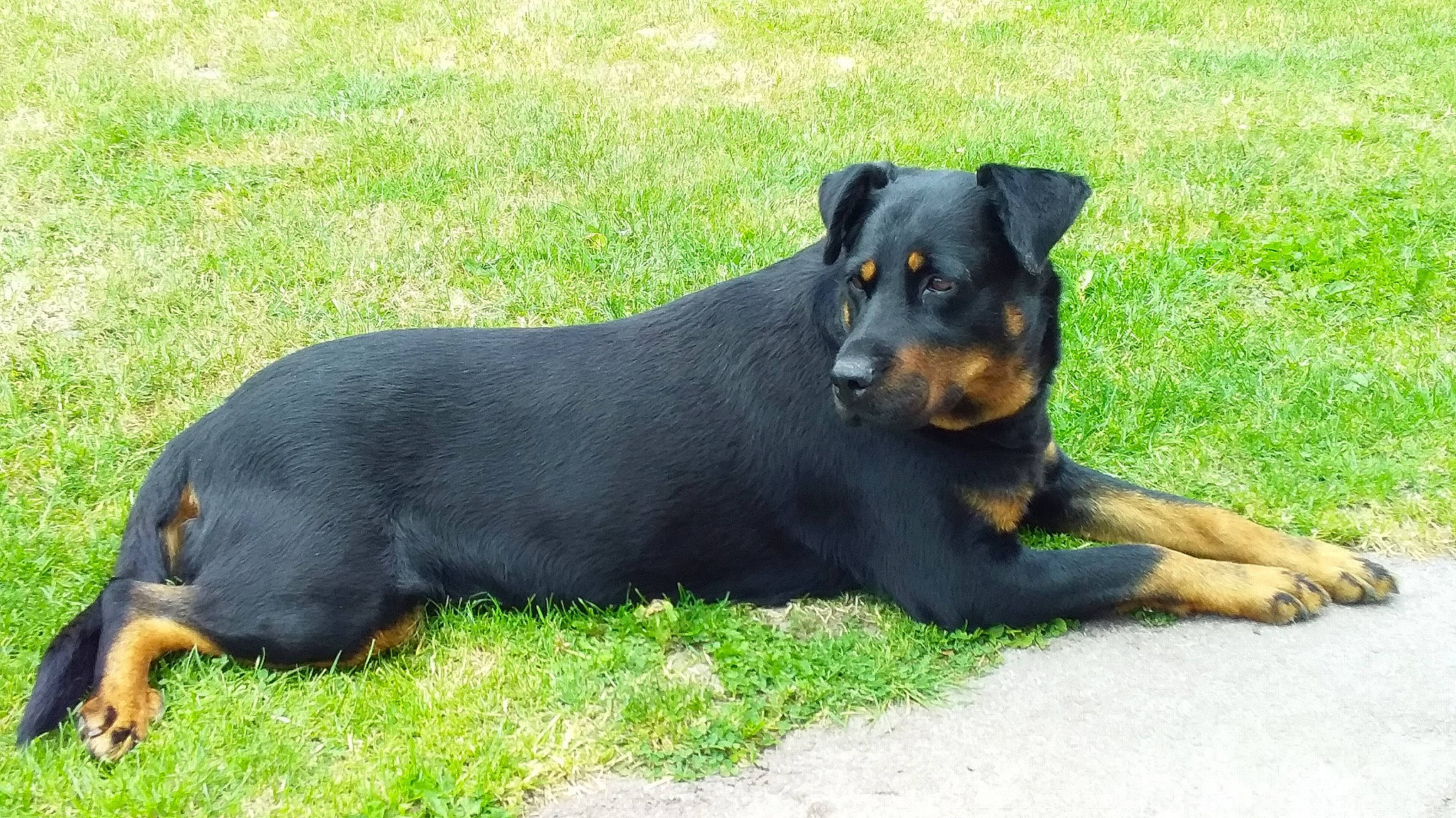 Helia participe au concours pour gagner de l'argent avec cette photo : austrian_black_and_tan_hound, beauceron, black_and_tan_terrier, canidae, carnivore, companion_dog, dog, dog_breed, guard_dog, huntaway, jagdterrier, mammal, rare_breed_dog, rottweiler, smaland_hound, vertebrate