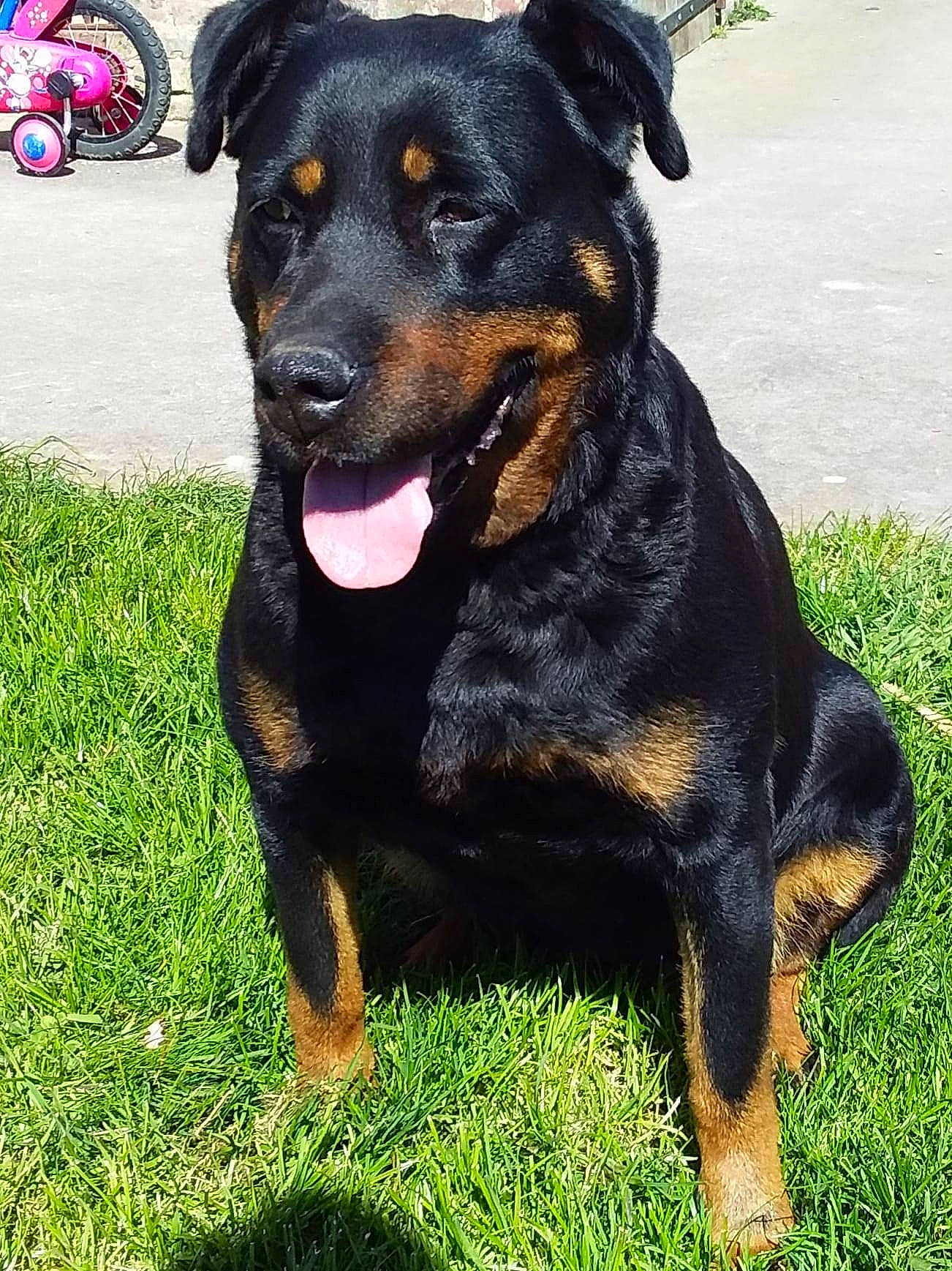 Helia participe au concours pour gagner de l'argent avec cette photo : austrian_black_and_tan_hound, beauceron, black_and_tan_terrier, canidae, carlin_pinscher, carnivore, companion_dog, dog, dog_breed, fawn, huntaway, mammal, molosser, plant, rare_breed_dog, rottweiler, snout, vertebrate, working_dog