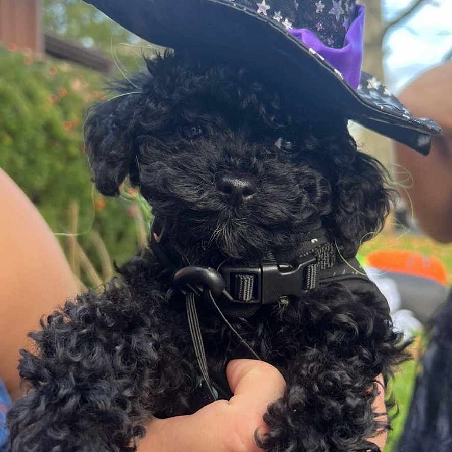 Salem joined the competition — help win amazing prizes! accessories, affenpinscher, animal, baseballcap, canine, cap, clothing, costume, dog, face, hat, head, person, pet, photography, poodle, portrait, puppy, sunglasses, sunhat