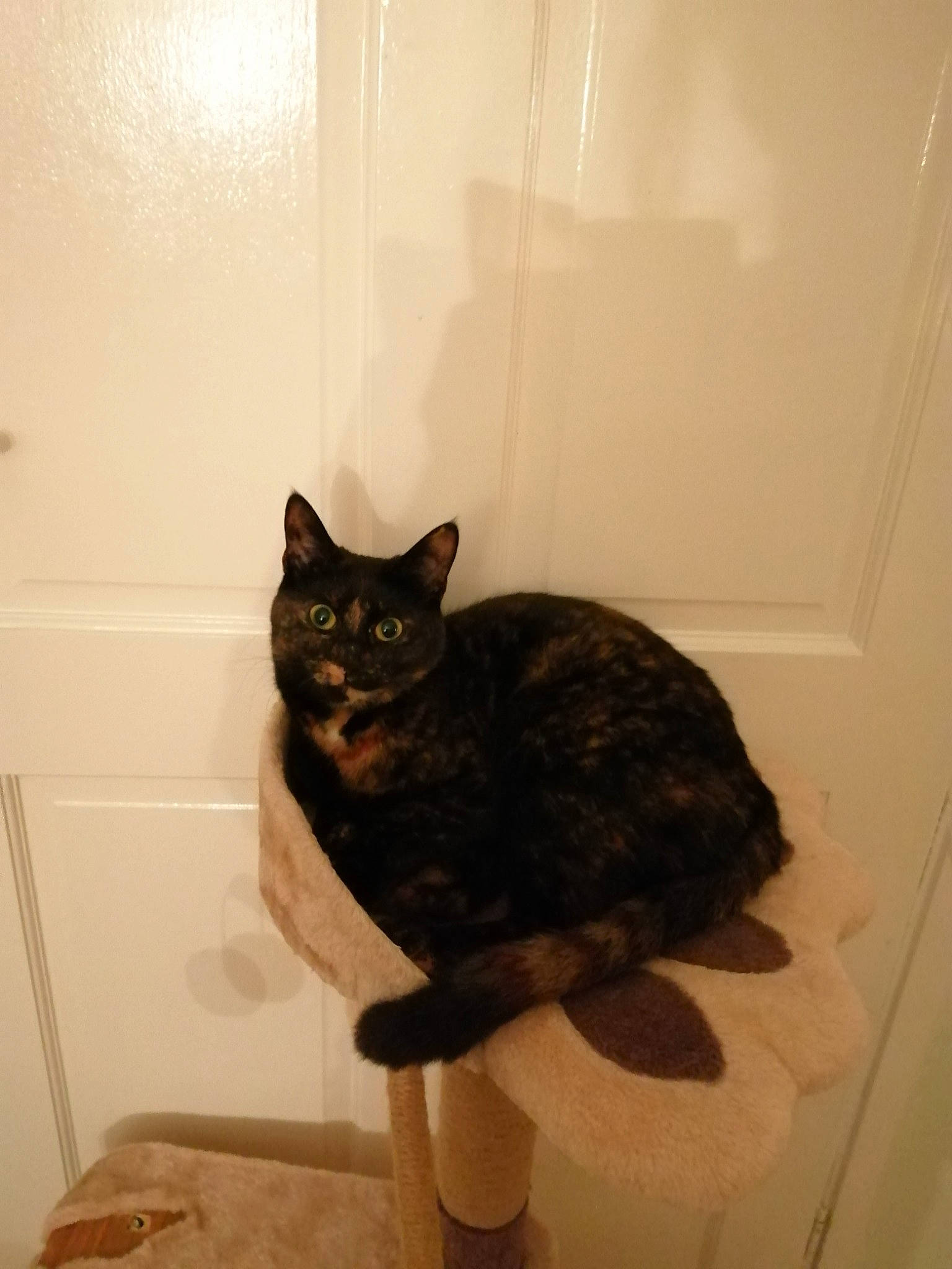 Jenny is registered to the contest to win money with this photo: black_cat, carnivore, cat, cat_supply, comfort, domestic_short_haired_cat, felidae, floor, flooring, fur, grey, hardwood, room, small_to_medium_sized_cats, snout, tail, terrestrial_animal, whiskers, window, wood