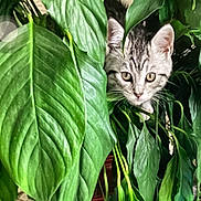 Misty joined the competition — help win amazing prizes! cat, kitten, tabby, green_leaves, plant, curious, pets, indoor, nature, foliage, closeup, animal, young_cat, hiding, cute, eyes, whiskers, houseplant, curiosity, green