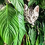 cat, kitten, tabby, green_leaves, plant, curious, pets, indoor, nature, foliage, closeup, animal, young_cat, hiding, cute, eyes, whiskers, houseplant, curiosity, green