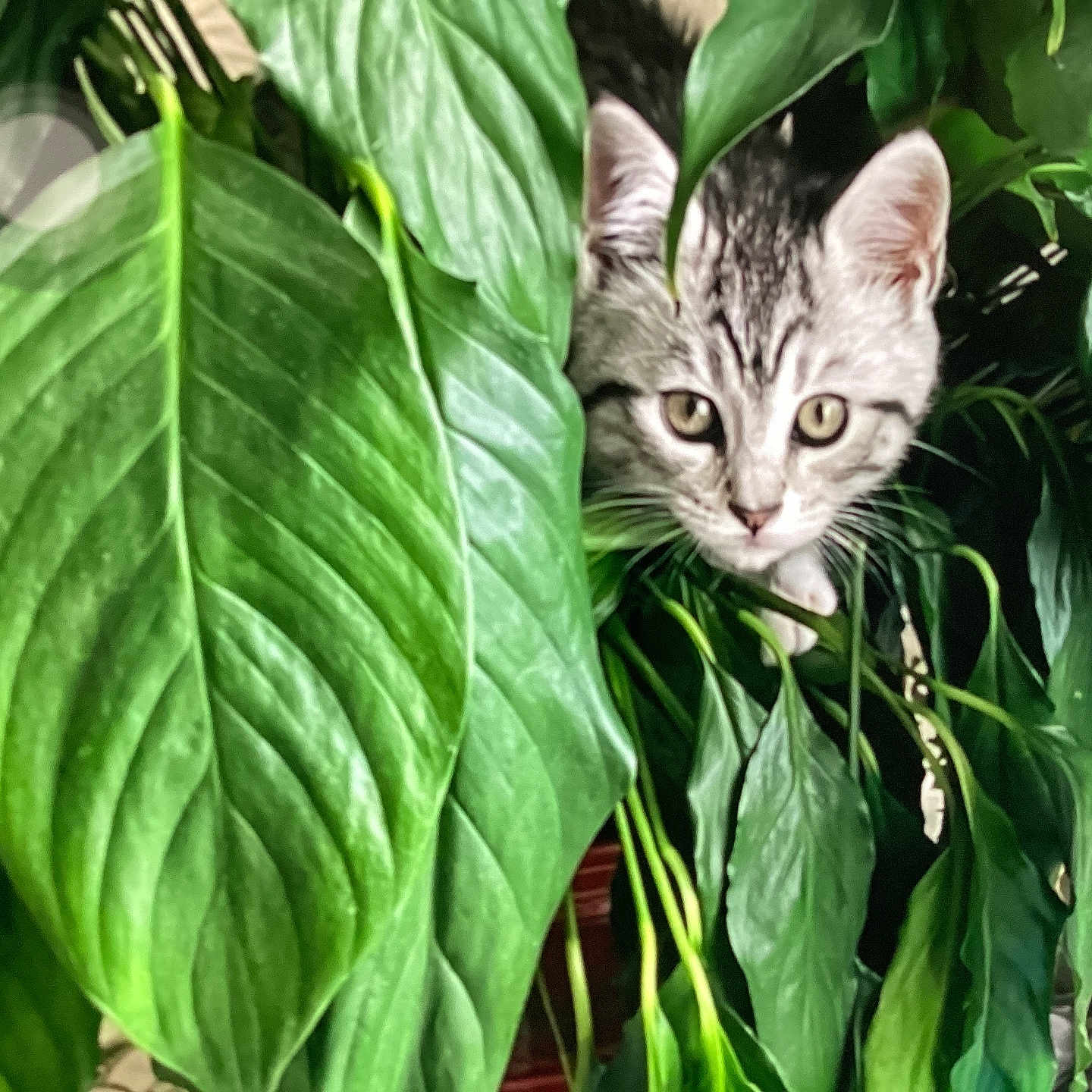 Misty joined the competition — help win amazing prizes! animal, cat, closeup, curiosity, curious, cute, eyes, foliage, green, green_leaves, hiding, houseplant, indoor, kitten, nature, pets, plant, tabby, whiskers, young_cat