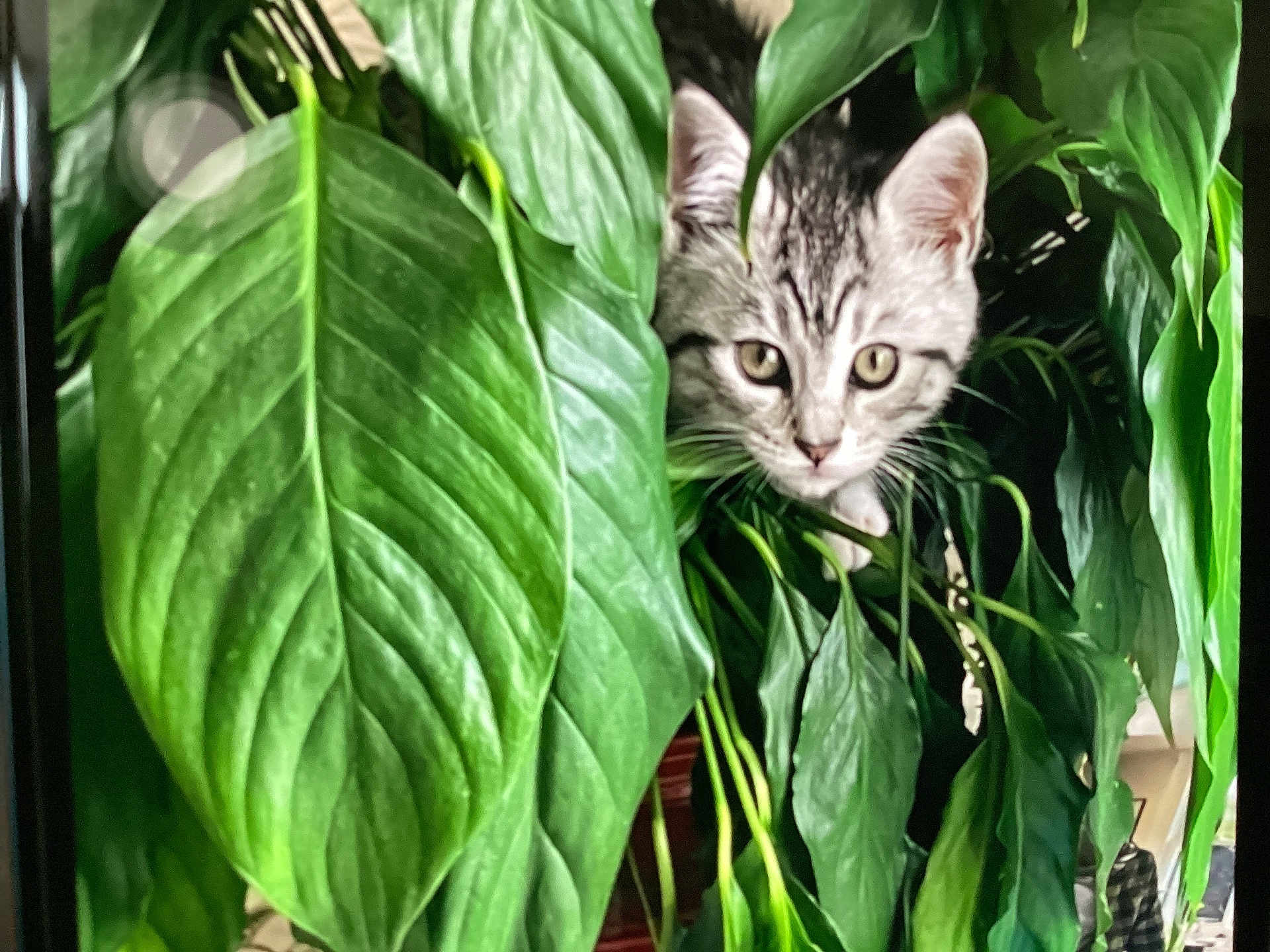 Misty joined the competition — help win amazing prizes! cat, kitten, tabby, green_leaves, plant, curious, pets, indoor, nature, foliage, closeup, animal, young_cat, hiding, cute, eyes, whiskers, houseplant, curiosity, green