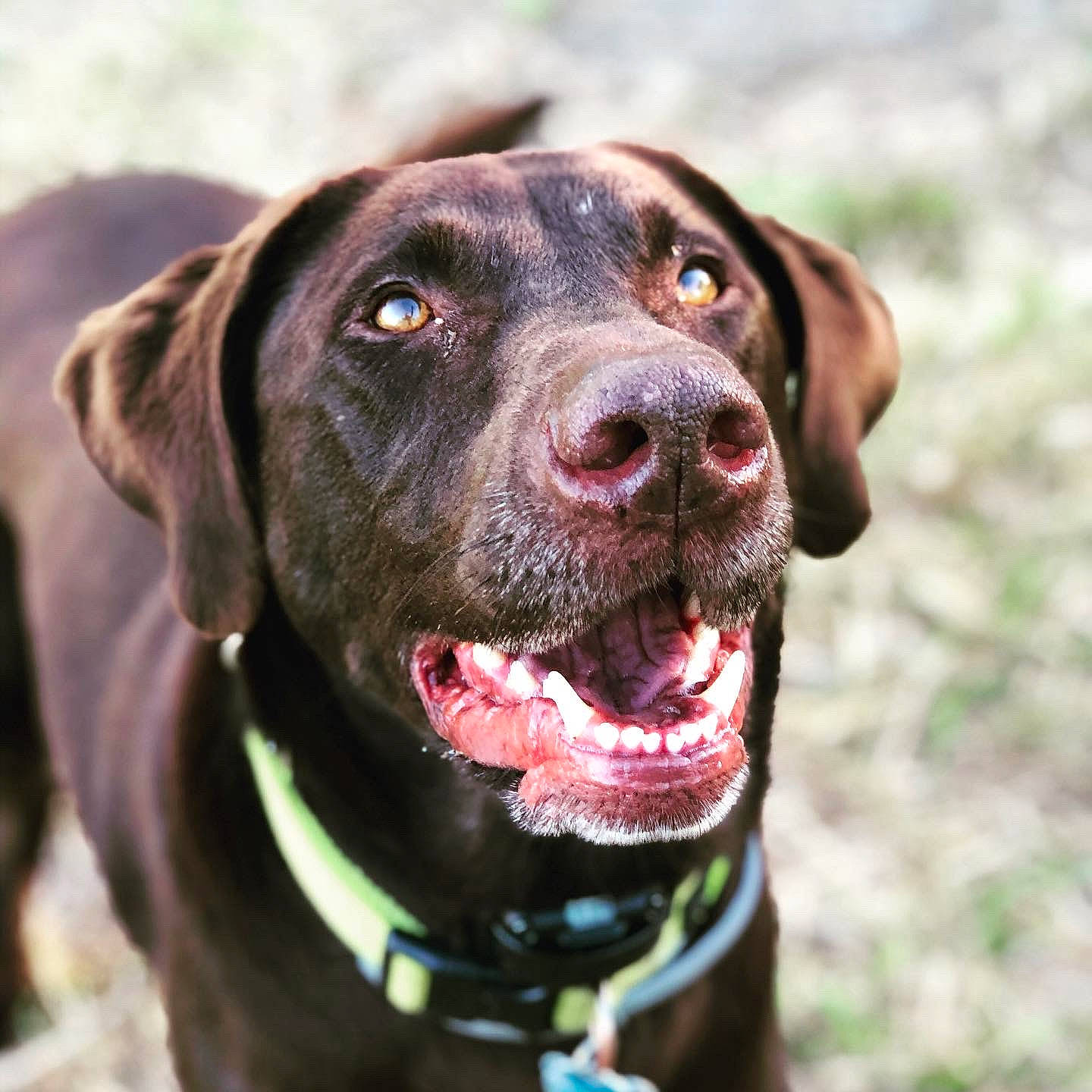 Max joined the competition — help win amazing prizes! brown, carnivore, collar, colorfulness, companion_dog, dog, dog_breed, dog_collar, iris, jaw, liver, mammal, organ, skin, snout, sporting_group, tongue, tooth, vertebrate, whiskers