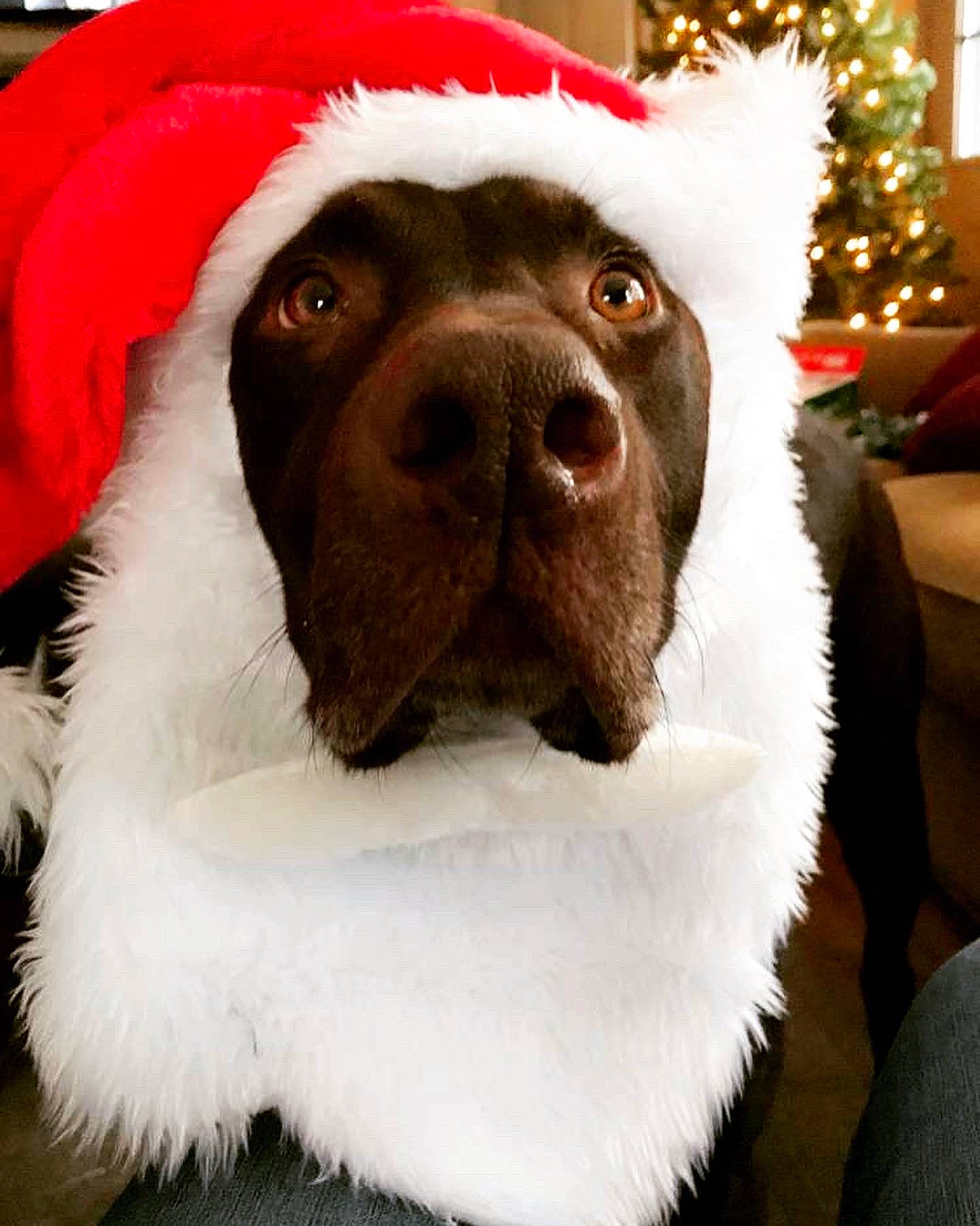 Max is registered to the contest to win money with this photo: canidae, carmine, carnivore, christmas, christmas_decoration, christmas_eve, christmas_ornament, companion_dog, dog, dog_breed, fictional_character, fur, giant_dog_breed, holiday, living_room, natural_material, snout, sporting_group, textile, working_animal