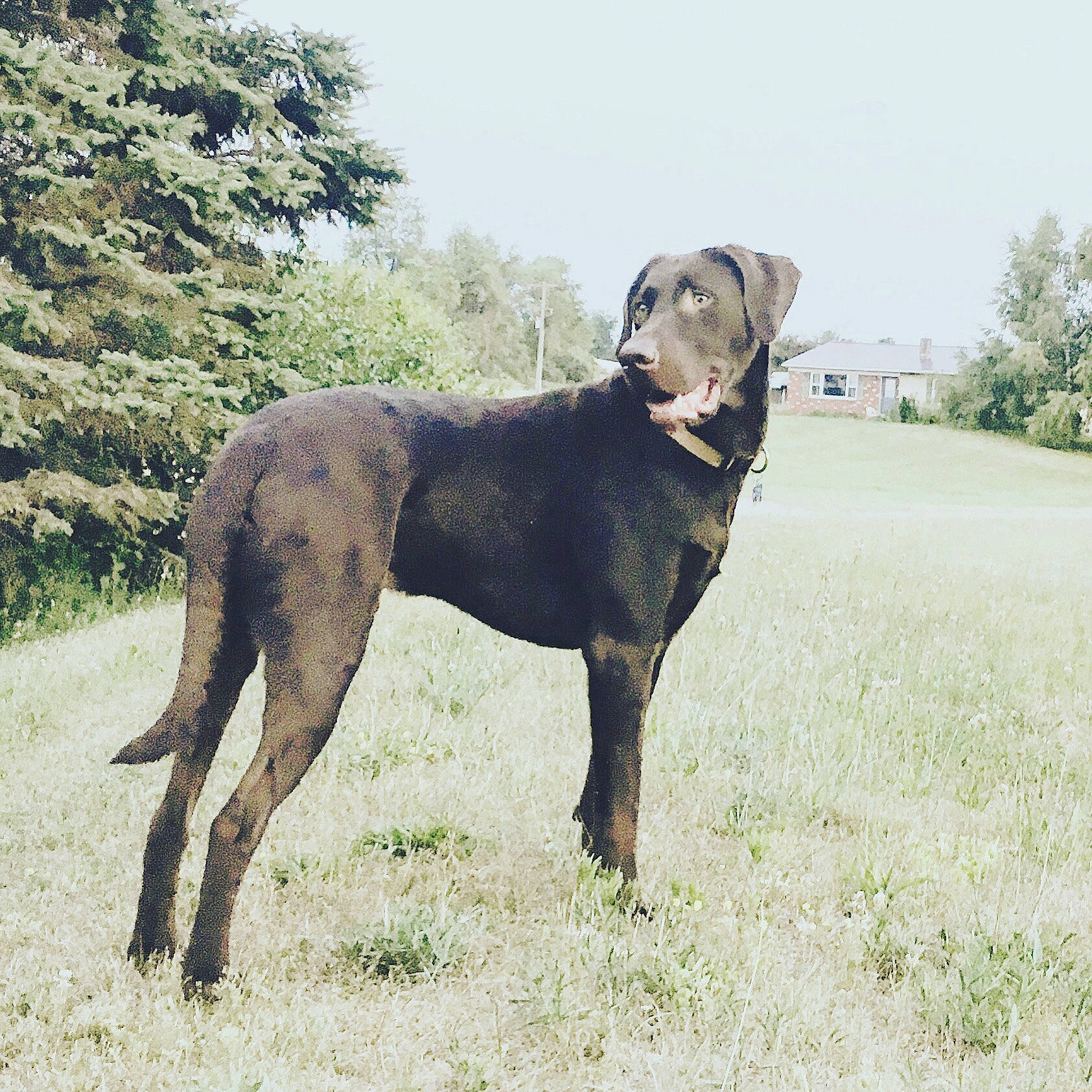 Max joined the competition — help win amazing prizes! borador, canidae, carnivore, collar, companion_dog, dog, dog_breed, dog_collar, hunting_dog, liver, mammal, meadow, plain, prairie, snout, sporting_group, tail, terrestrial_animal, working_animal, working_dog