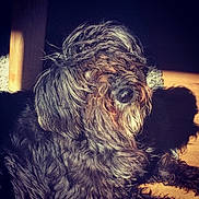 Bigorneau a rejoint le concours — aidez-le/la à gagner de superbes lots ! affenpinscher, carnivoran, dog, dog_breed, dog_like_mammal, fur, sapsali, schnoodle, snout, terrier, tibetan_terrier