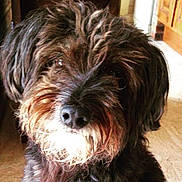 Bigorneau a rejoint le concours — aidez-le/la à gagner de superbes lots ! cao_da_serra_de_aires, carnivoran, catalan_sheepdog, companion_dog, dog, dog_breed, dog_breed_group, dog_like_mammal, fur, havanese, lowchen, poodle_crossbreed, sapsali, schapendoes, schnoodle, snout, terrier, tibetan_terrier, vulnerable_native_breeds, wirehaired_pointing_griffon