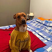 Tara participe au concours pour gagner de l'argent avec cette photo : animal, bed, bedroom, bedsheet, blanket, canine, cushion, dog, furniture, homedecor, hound, indoors, interiordesign, lamp, linen, pet, puppy, quilt, room, tablelamp