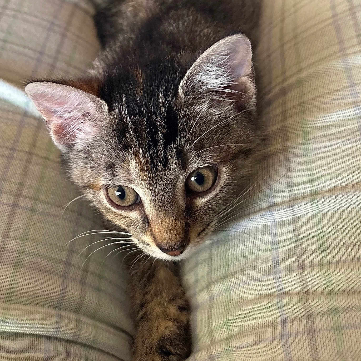 Lucy Alvina Pearl is registered to the contest to win money with this photo: animal, cat, closeup, clothing, curious, cute, ears, eyes, fur, indoors, kitten, legs, pet, plaid, resting, soft, tabby, texture, whiskers, young