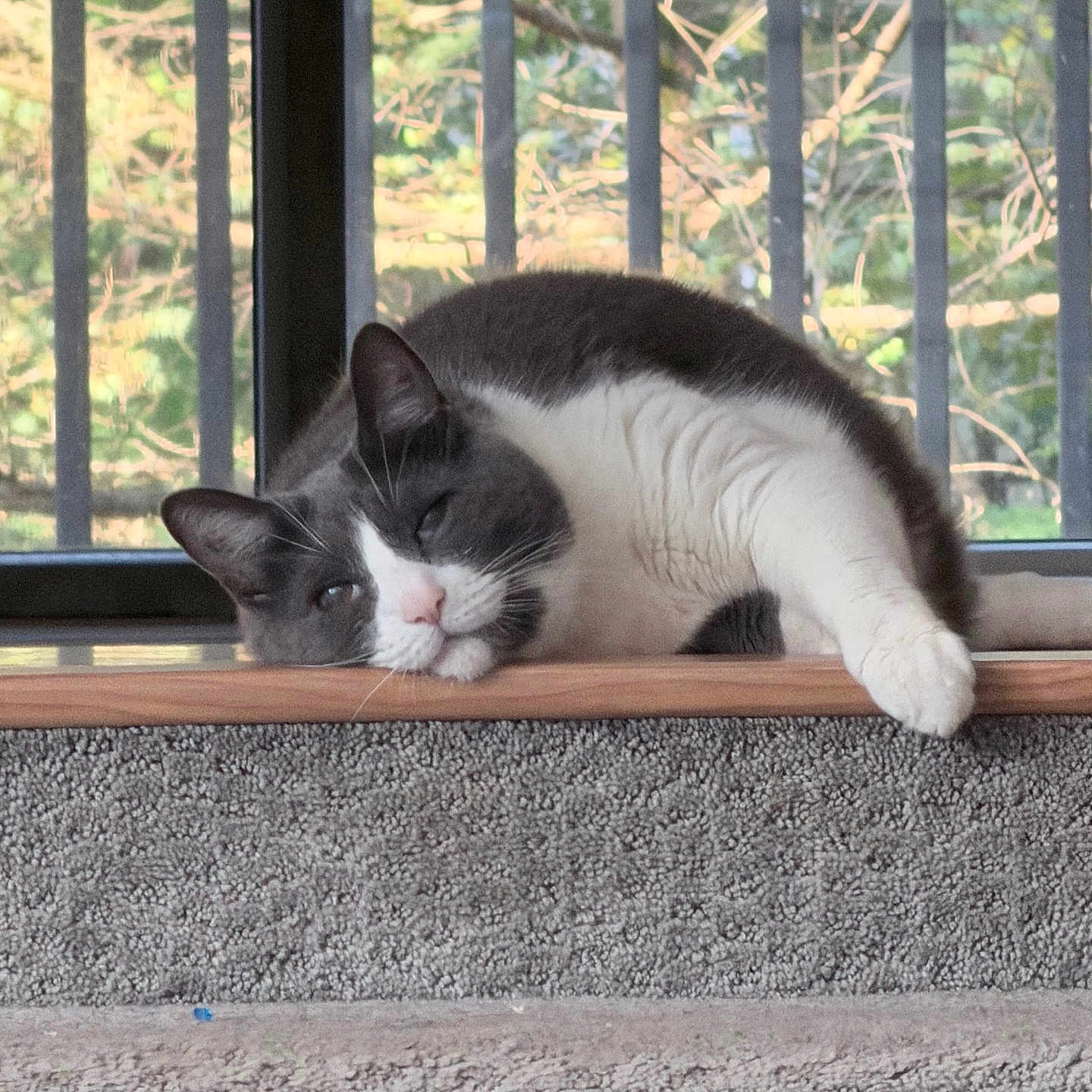 Igorski joined the competition — help win amazing prizes! cat, gray_cat, white_cat, lounging, carpet, stair, step, window, vertical_bars, greenery, indoor, pet, relaxed, sleepy, feline, animal, resting, domestic_cat, house_cat, cozy