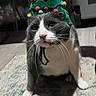 cat, gray_cat, white_cat, christmas_hat, festive, pom_poms, hand, indoor, rug, floor, household, pet, animal, cute, costume, holiday, domestic, whiskers, feline, sitting